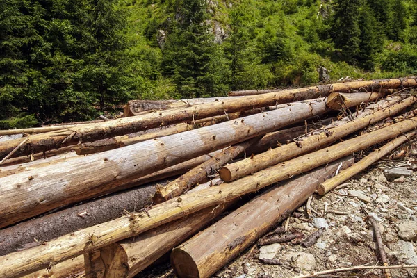 Aggressive Lumbering Pine Forests Image Deforestation Natural Calamity — Stock Photo, Image