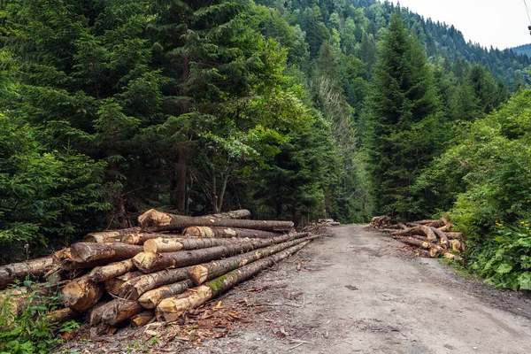 Agressieve Hakken Dennenbossen Imago Van Ontbossing Natuurlijke Ramp — Stockfoto