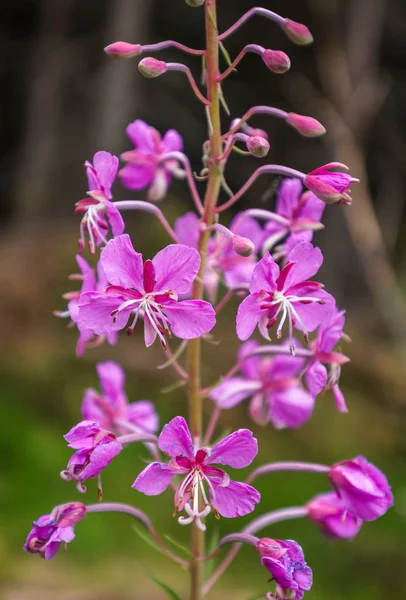 Primer Plano Una Hermosa Púrpura Flores Silvestres Las Montañas —  Fotos de Stock
