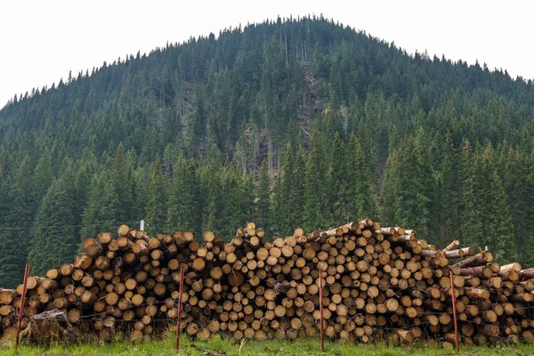 Aggressive lumbering in pine forests, image of deforestation or natural calamity