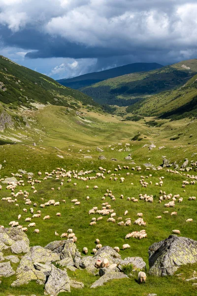 Paisagem Com Rebanho Ovelhas Montanha — Fotografia de Stock