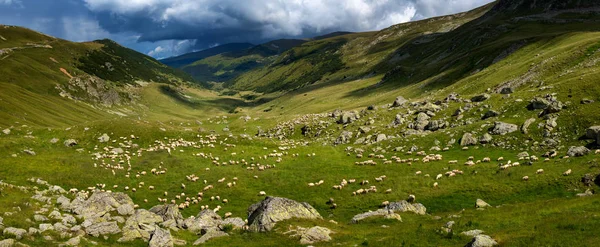 山の上に羊の群れと風景 — ストック写真