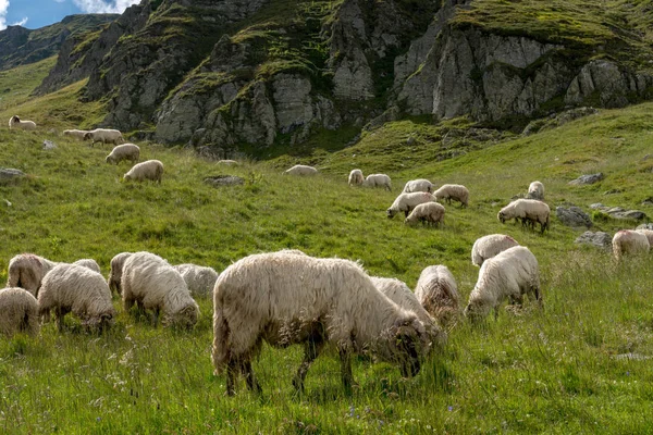 Paisaje Con Rebaño Ovejas Montaña Fotos De Stock Sin Royalties Gratis