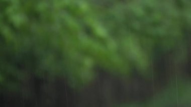 Gündüz, bulanık arka plan, tropikal ormanda yağmur