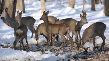 Karaca büyük bir grup üzerinde Mısır gündüz besleme