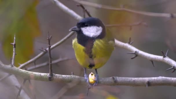 Grande Mésange Perchée Nourrissant Maïs Assise Sur Une Branche Arbre — Video