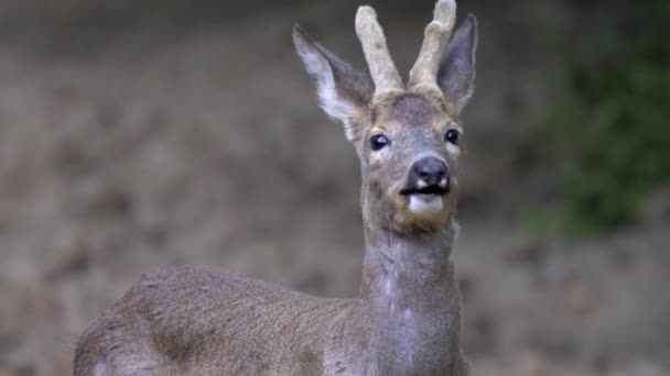 Roebuck Τρέφονται Κόκκους Καλαμπόκι Closeup Πυροβόλησε — Αρχείο Βίντεο