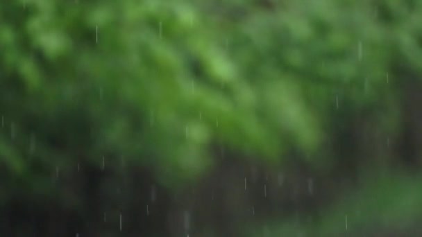 热带森林中的雨在白天慢动作 — 图库视频影像