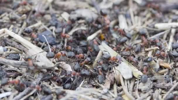 Ameisen Schwärmen Einem Nest Nahaufnahme — Stockvideo