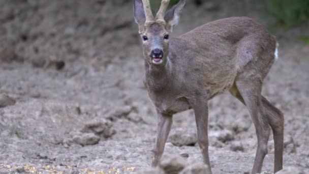 Roe Buck Eating Corn Beans — Stock Video