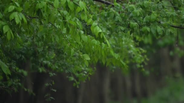 热带森林白天下雨 — 图库视频影像