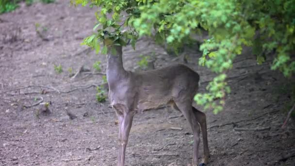 Rehbock Frisst Blätter Von Einem Baum — Stockvideo