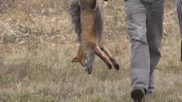 猎人携带狐狸 他只是在草地上拍摄 — 图库视频影像