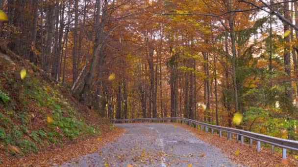 Vallende Bladeren Herfst Weg — Stockvideo