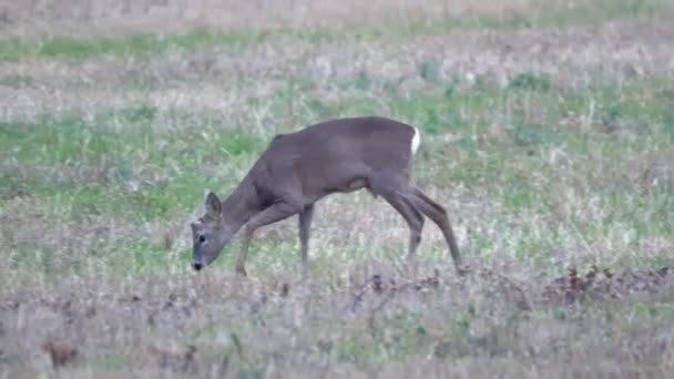 Roe Deer Female Walking Grass Field — Stock Video