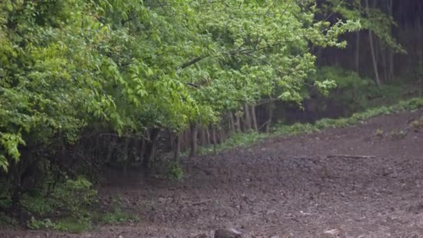 Pluie Forêt Tropicale Jour — Video