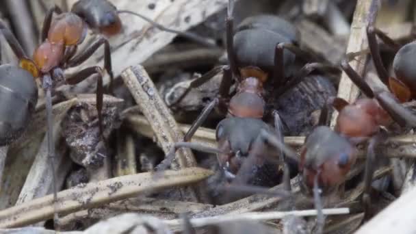 クローズ アップ 巣に群がっているアリ — ストック動画