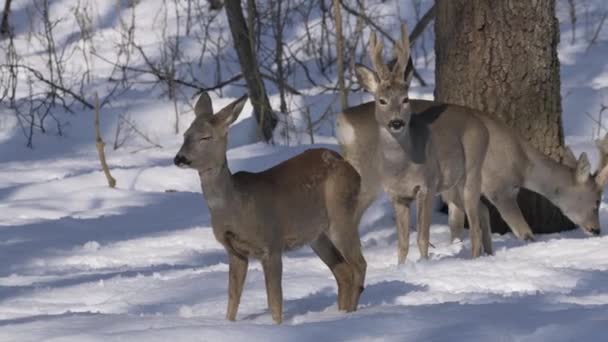 Groupe Chevreuils Marchant Dans Neige Jour — Video