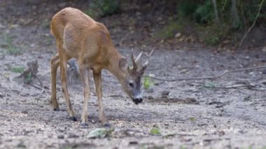 Portre sevimli roebuck duran vahşi doğa