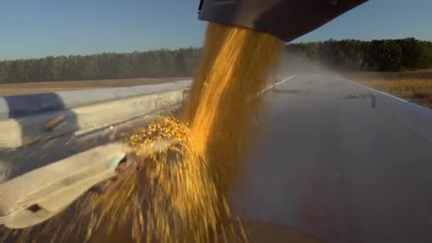 Крупный План Современного Комбайна Разгружающего Кукурузу Грузовике Днем — стоковое видео