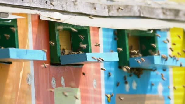 Close Van Een Zwerm Bijen Vliegen Rond Korf Overdag — Stockvideo