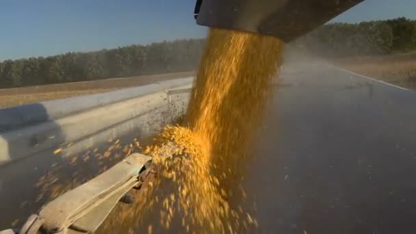 Close Van Moderne Harvester Lossen Maïs Vrachtwagen Overdag Slow Motion — Stockvideo