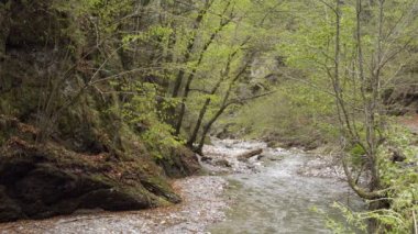 Gündüz, yeşil orman içinde sakin Nehri'nin doğal görünümü