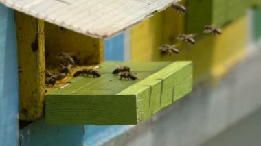 Gündüz kovan uçan arı sürüsü closeup