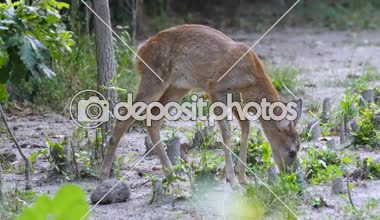 Yeşil bitkiler gündüz yeme orman yangını sevimli geyik