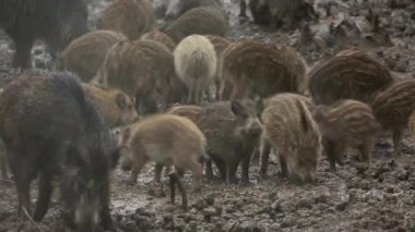 Yaban domuzu domuz yavruları ve aile ormanda