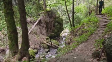 Aile gündüz ormandaki nehir kenarındaki yolda yürüme yürüyüşçü