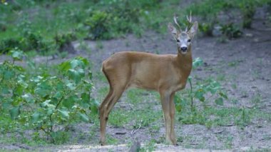 Genç roebuck yeşil bitkiler tarafından çevrili vahşi doğada yürüyüş