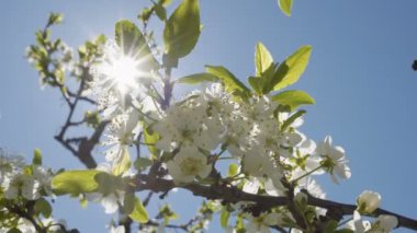 Tatlı erik ağacı gündüz, beyaz çiçek çiçek