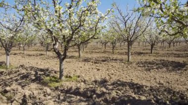 Meyve bahçesi ağaçlar çiçek Bahçe, gündüz görünümünü