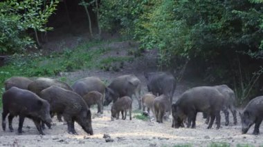 Besleme ve gündüz yürüyüş yaban domuzları büyük grup