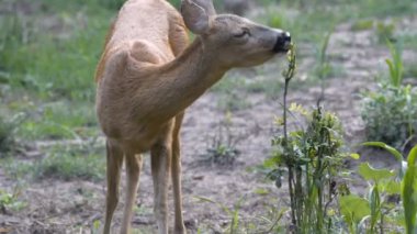 Yeşil bitkiler gündüz yeme orman yangını sevimli geyik