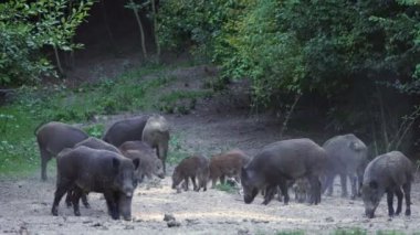 Besleme ve gündüz yürüyüş yaban domuzları büyük grup