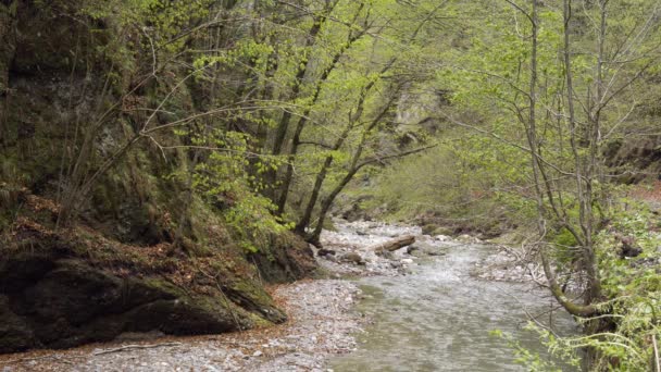 Vue Panoramique Une Rivière Calme Dans Une Forêt Verdoyante Jour — Video