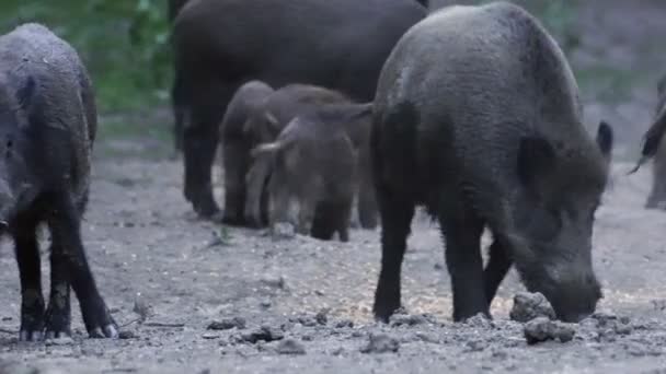 Grote Groep Wild Hogs Voederen Overdag Wandelen — Stockvideo