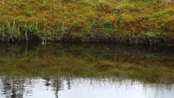 Vue Reflétée Forêt Dans Lac Tourbière Pendant Journée — Video