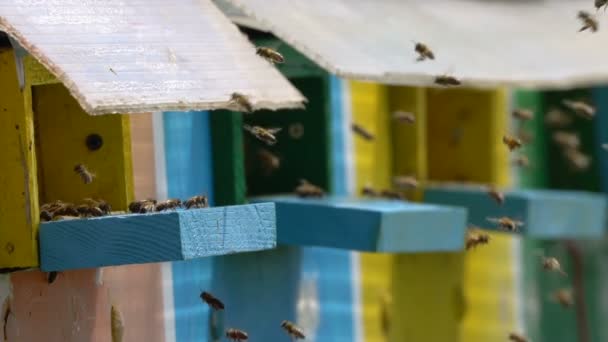 Primer Plano Del Enjambre Abejas Volando Alrededor Colmena Durante Día — Vídeos de Stock