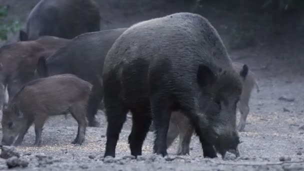 Большая Группа Диких Свиней Кормит Гуляет Днем — стоковое видео