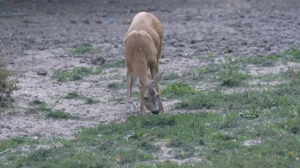Cerf mignon dans un feu de forêt manger des plantes vertes pendant la journée 