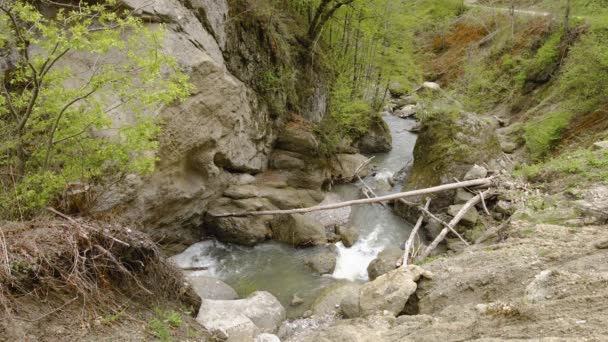 緑の森の植物に囲まれて川に落ちる小さな滝 — ストック動画