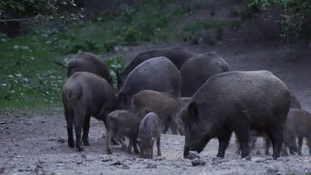 Große Gruppe Von Wildschweinen Die Tagsüber Füttern Und Spazieren Gehen — Stockvideo