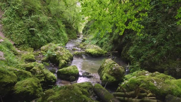 Vue panoramique d'une rivière calme dans une forêt verdoyante le jour 