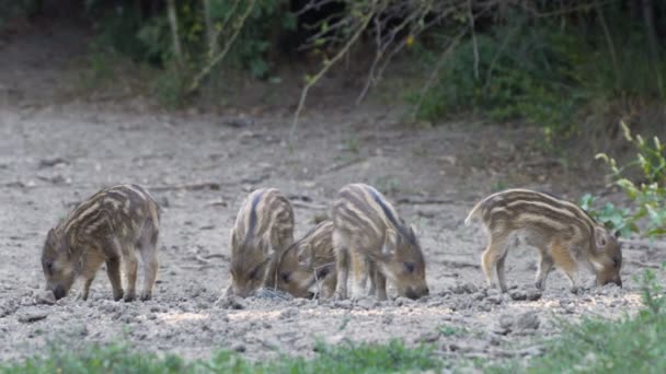 Grupo Leitões Numa Manada Porcos Selvagens Que Alimenta — Vídeo de Stock