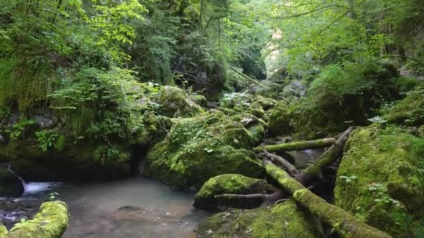 论白天绿色森林中的平静河流景观 — 图库视频影像