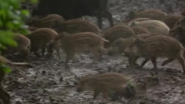 Wild Hog Piglets Family Feeding Forest — Stock Video