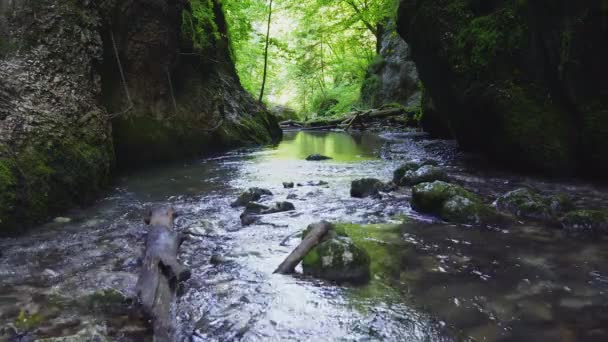 Vista Panorámica Del Río Tranquilo Bosque Verde Durante Día — Vídeo de stock